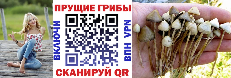 Галлюциногенные грибы Psilocybine cubensis  нарко площадка Telegram  Ясный 
